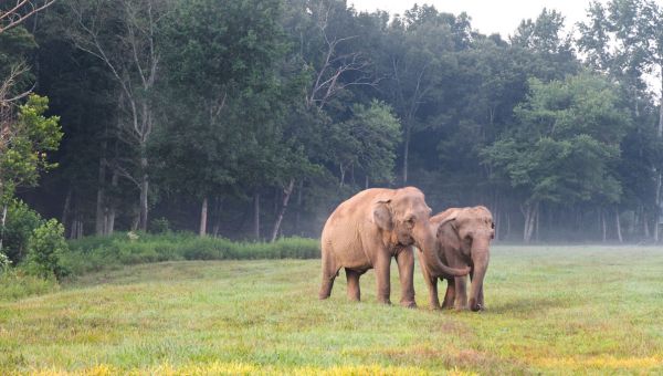 elephants at sanctuary in tennessee