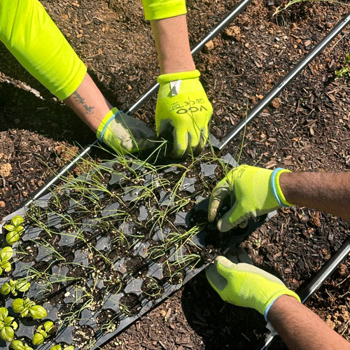 Lightwave Employees Planting in Community Garden