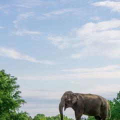 Sissy-the-Elephant-at-Sanctuary