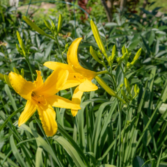 Daffodils-growing-in-yard